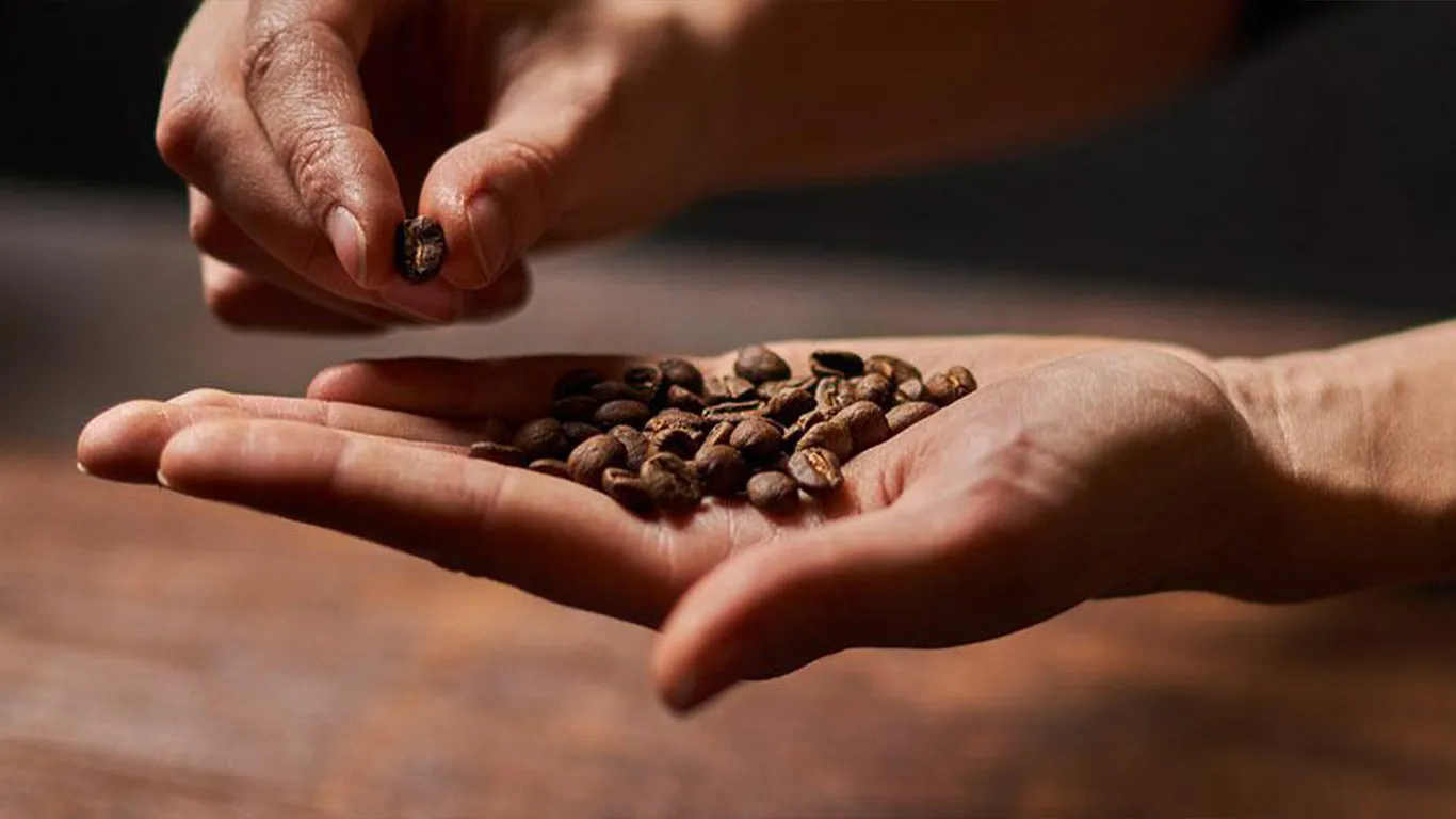 Kaffeeothek Kaffeebohnen in der Hand eines Baristas der Kaffeeothek
